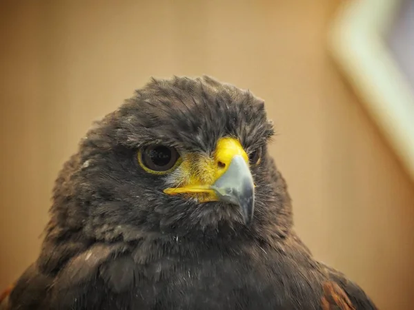 Close Falcon Head — Stock Photo, Image