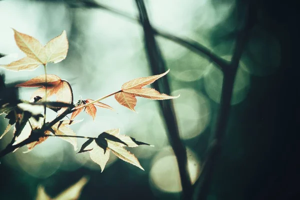 カエデの葉の美しい — ストック写真