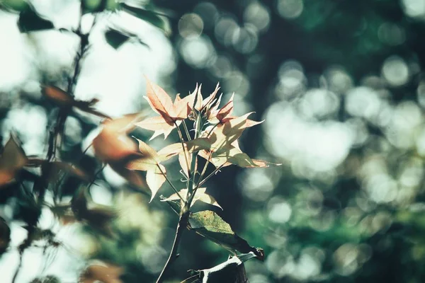 Красивая Кленовых Листьев — стоковое фото