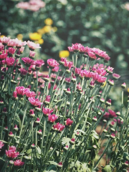 Schöne Rosa Chrysanthemenblüten Garten — Stockfoto