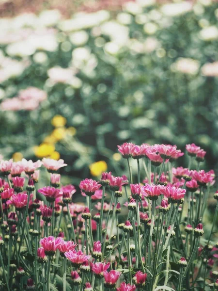 Krása Růžových Chryzantélia Zahradě — Stock fotografie