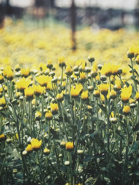 Красива Жовта Квітка Хризантеми — стокове фото
