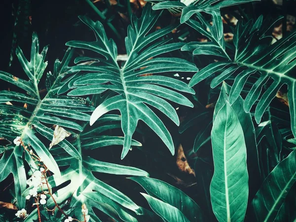 Vackra Gröna Tropiska Blad — Stockfoto