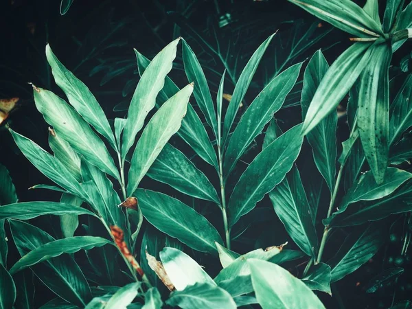 Kaunis Vihreä Trooppisia Lehtiä — kuvapankkivalokuva