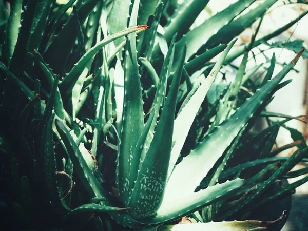 Gros Plan Sur Aloe Vera — Photo