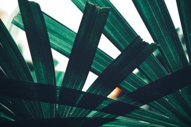 Yeşil tropik yaprakların güzelliği