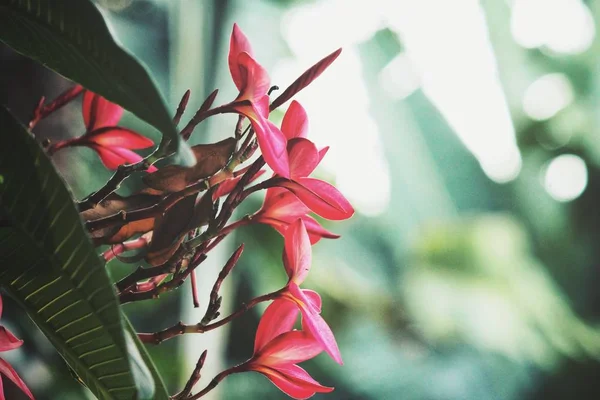 Belle de fleurs tropicales frangipani roses — Photo