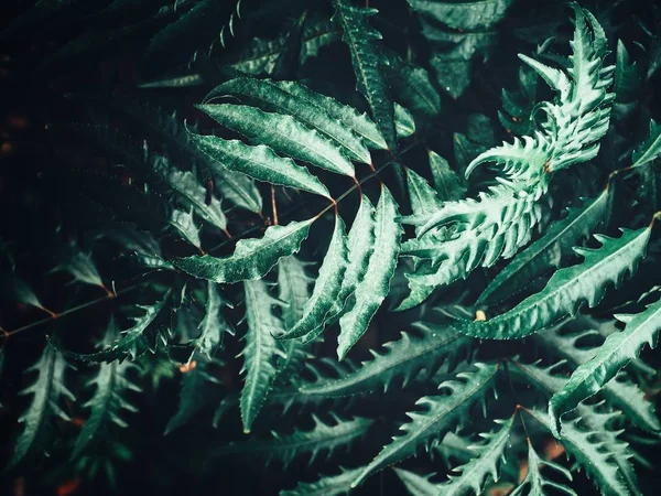 Belle de feuilles de fougère tropicale — Photo