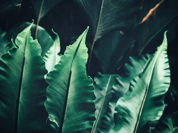 Bela de folhas de samambaia tropicais — Fotografia de Stock