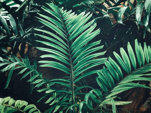 Vackra gröna tropiska blad — Stockfoto