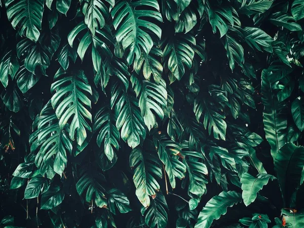 Hermosa de hojas tropicales verdes —  Fotos de Stock