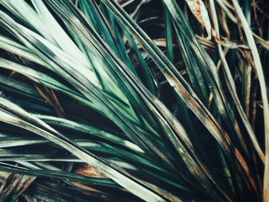 Kurutulmuş çim arka plan veya doku bırakır