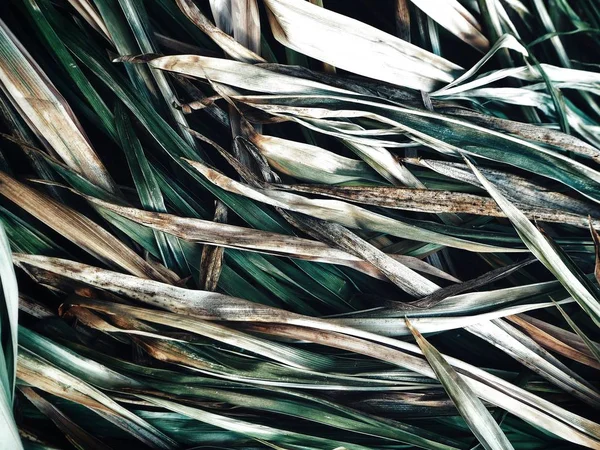 Getrocknetes Gras Blätter Hintergrund oder Textur — Stockfoto