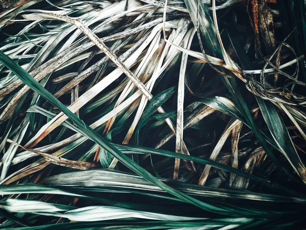Getrocknetes Gras Blätter Hintergrund oder Textur — Stockfoto