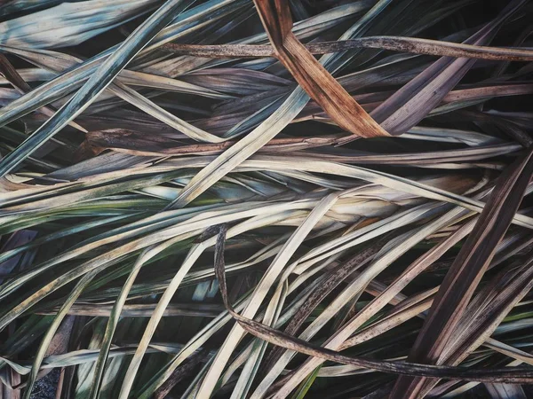 Сушеные листья травы фон или текстура — стоковое фото