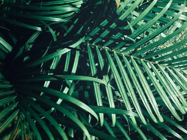 A zöld trópusi levelek szépsége — Stock Fotó