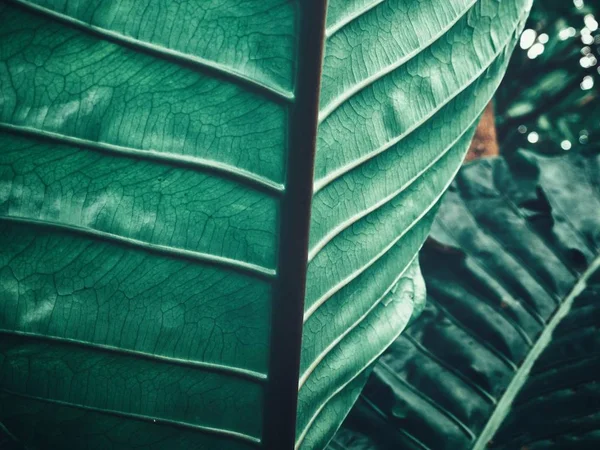 Yeşil tropik yaprakların güzelliği — Stok fotoğraf