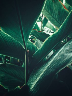 Yeşil tropik yaprakların güzelliği