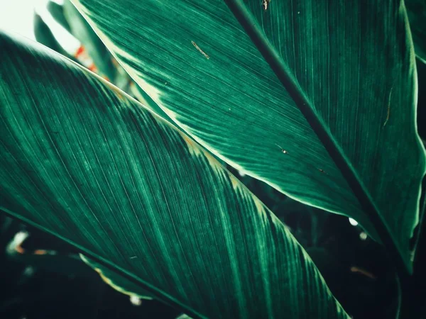 Bello di foglie tropicali verdi — Foto Stock