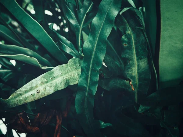 Yeşil tropik yaprakların güzelliği — Stok fotoğraf