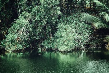 Doğa manzarası ile ağaç ormanı