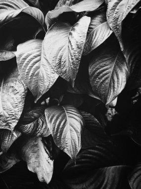 Siyah ve beyaz tropikal yapraklar