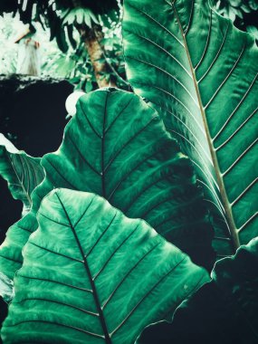 Yeşil tropik yaprakların güzelliği