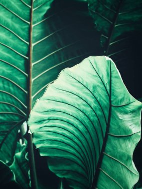 Yeşil tropik yaprakların güzelliği