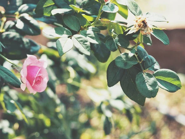 Mooi van roze roos bloem — Stockfoto