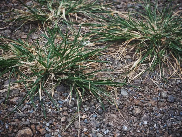 Grüne Grasblätter auf dem Boden — Stockfoto