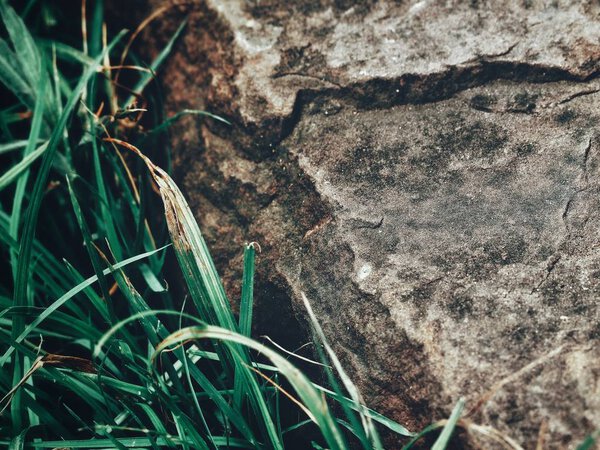 Green grass leaves on stone background