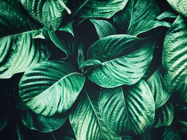 Vackra gröna tropiska blad — Stockfoto