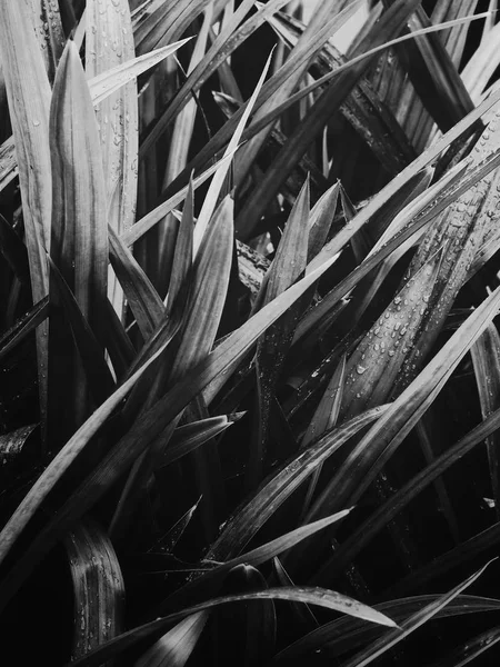 Hojas tropicales blancas y negras — Foto de Stock