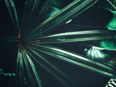 Yeşil tropik yaprakların güzelliği