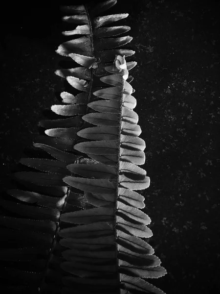 Feuilles tropicales noires et blanches — Photo