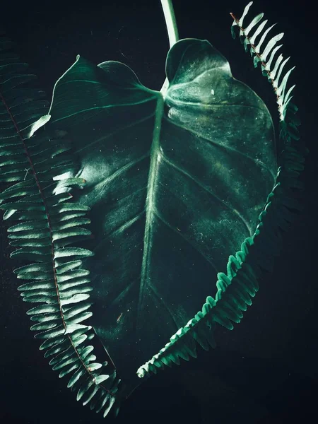 Bello di foglie tropicali verdi — Foto Stock