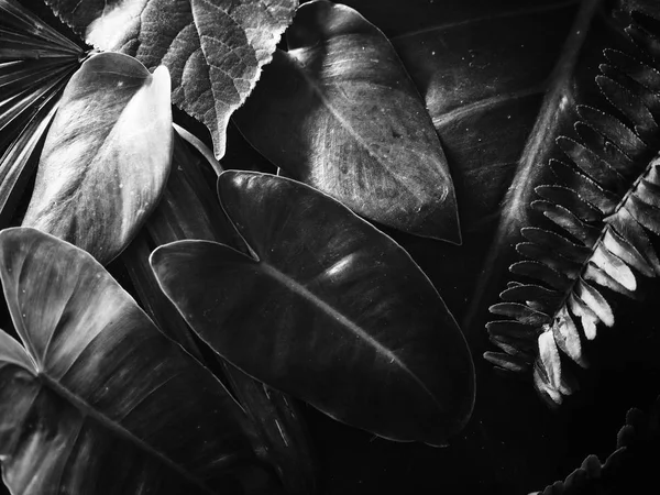 흑색과 백색 열 대 잎 — 스톡 사진