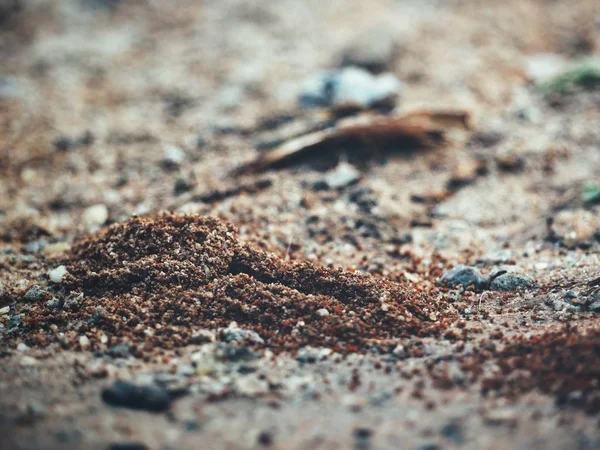 Primer plano del nido de hormigas —  Fotos de Stock