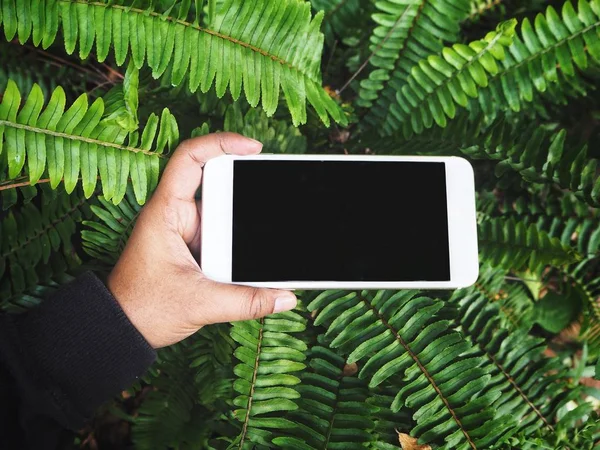 Teléfono inteligente a mano y hojas de helecho — Foto de Stock