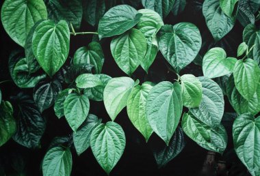 Ağaçta yeşil betel yaprakları