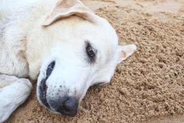 Kahverengi labrador köpeğinin şirinliği