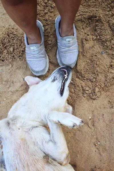 Ayakkabı Selfie Kahverengi Labrador Köpeği — Stok fotoğraf