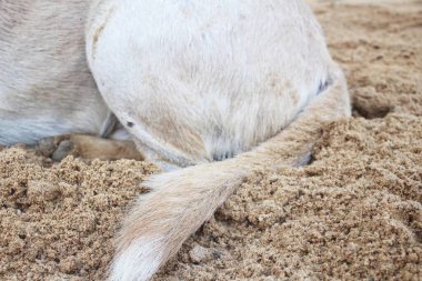 Kahverengi labrador köpeği kuyruğu