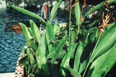 Yeşil tropik yaprakların güzelliği