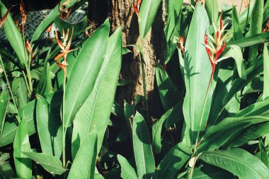 Yeşil tropik yaprakların güzelliği