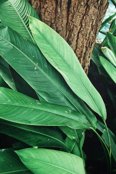 Belle Feuilles Tropicales Vertes — Photo