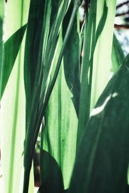 Yeşil tropikal yaprakların ve gölgelerin güzelliği