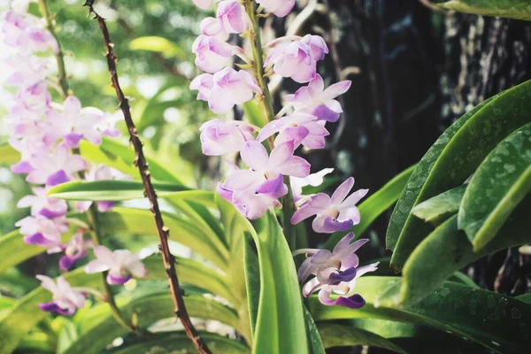 Krásné Bílé Orchideje Květiny — Stock fotografie