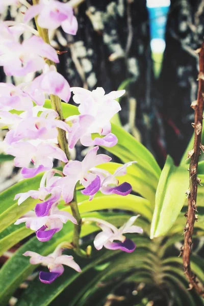 Bela Flores Brancas Orquídea — Fotografia de Stock