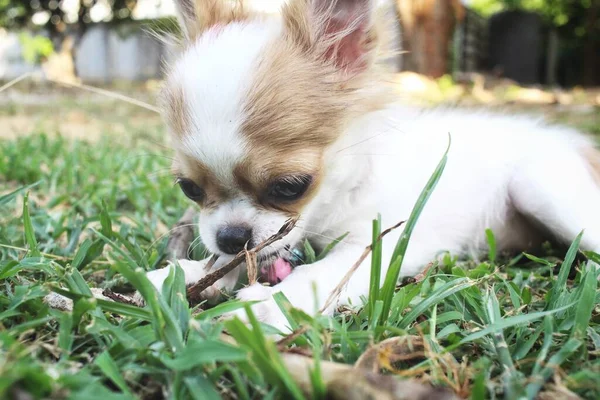 Schattig Van Baby Witte Chihuahua Hond — Stockfoto